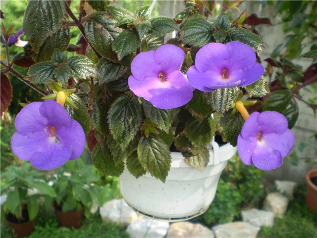 achimenes